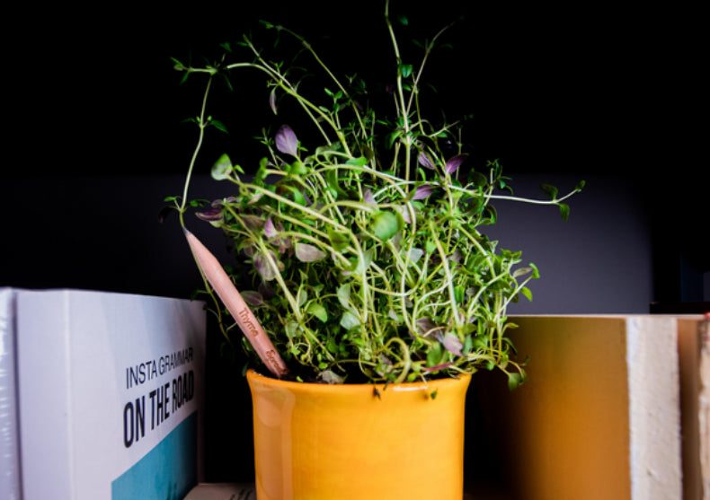 Creioane Sprout