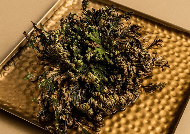 Planta Dinozaur - traieste 100 ani