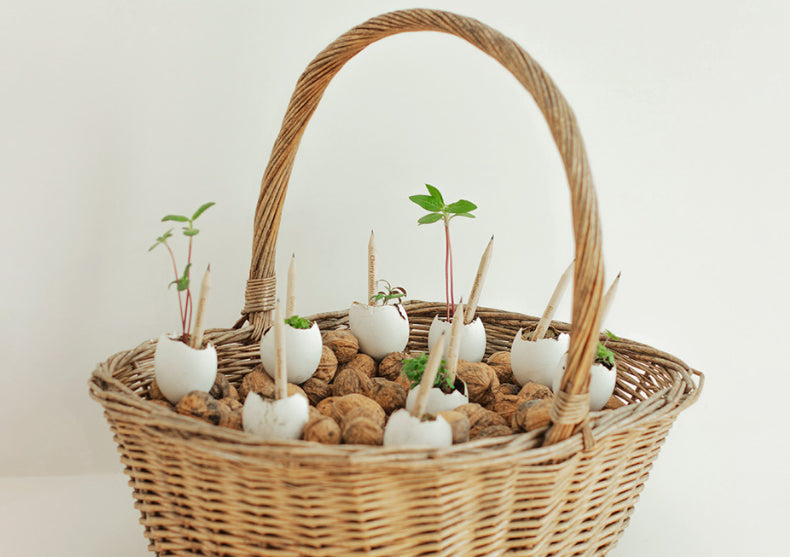 Creioane Sprout