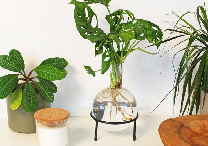 Vaza Hydro Flora