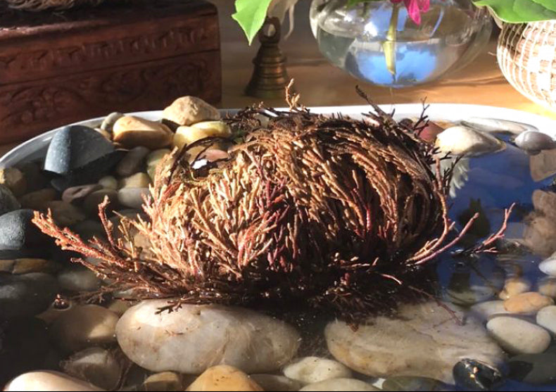 Planta Dinozaur - traieste 100 ani