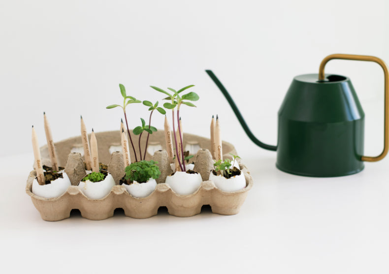 Creioane Sprout