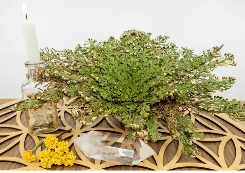 Planta Dinozaur - traieste 100 ani