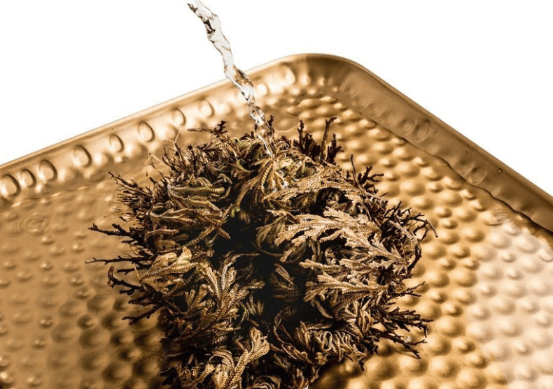 Planta Dinozaur - traieste 100 ani