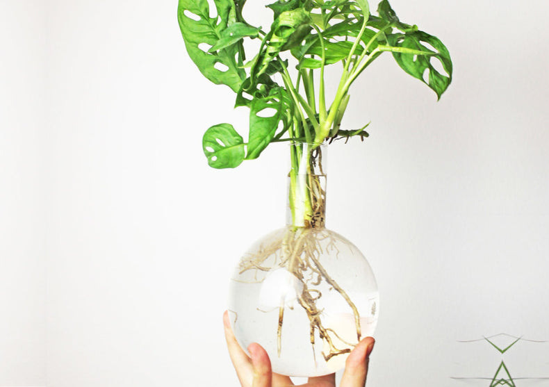 Vaza Hydro Flora