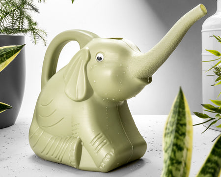 Stropitoare Elefant -- cadou pentru iubitorii de plante