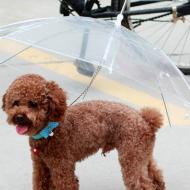 Pet Umbrella -- Si cainii au umbrele!