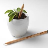 Creioane Sprout BROKEN -- Verde pentru verbe! 