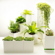 LeGrow Smart Garden - sistem smart pentru cultivat plante