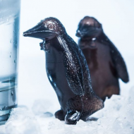 Pinguin Coolers – Sa inceapa petrecerea!