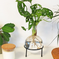 Vaza Hydro Flora -- ceva nou pentru hydrocultura ta