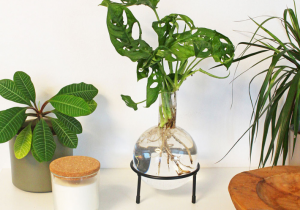 Vaza Hydro Flora -- ceva nou pentru hydrocultura ta